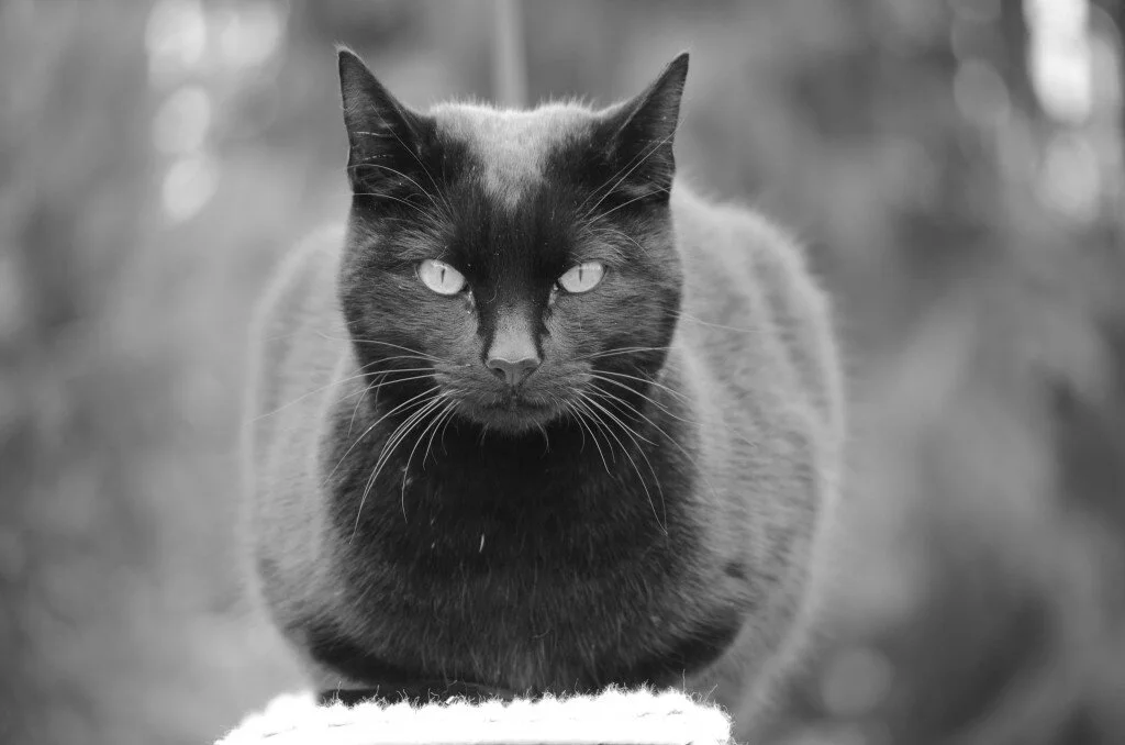 The Farnival’s Feline Posse