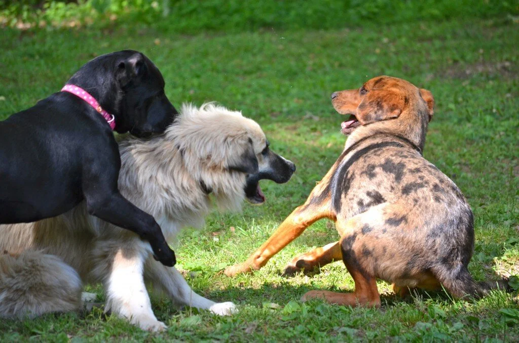 The Mosh Pit by Mason Armstrong