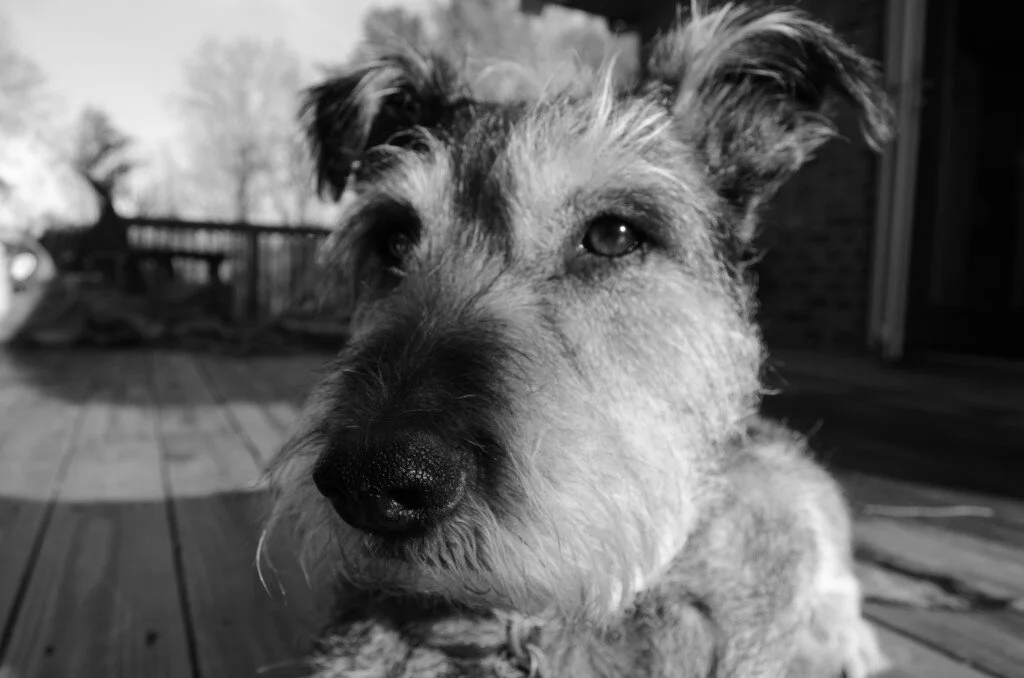 Euthanizing Joe Poop Part One