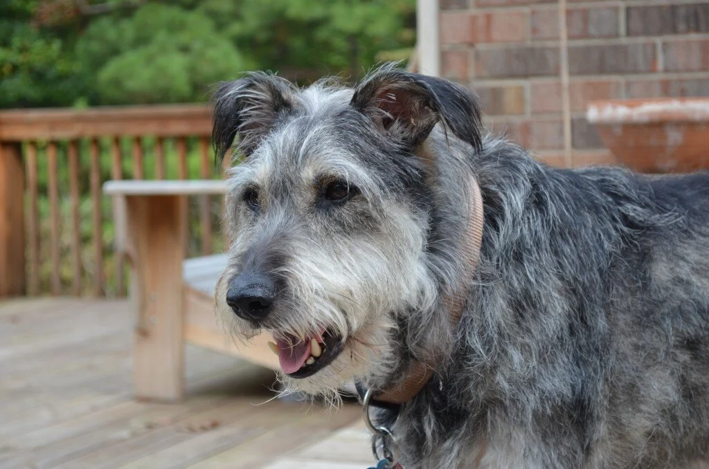 Strawberries and Sunshine: Euthanizing Joe Poop Part Two