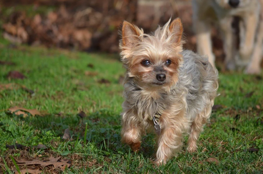 Miss Annie Daisy: The Dog that Changed My Life