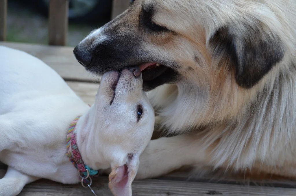 Meadow Photos Postponed