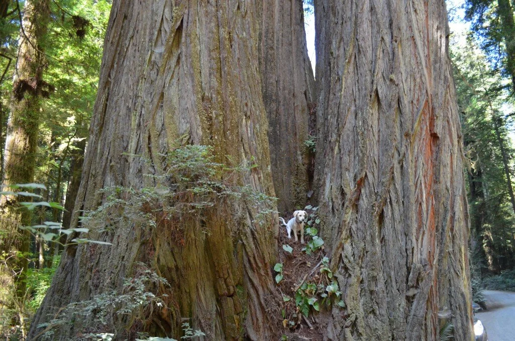 A Redwood Tree and A Puppy