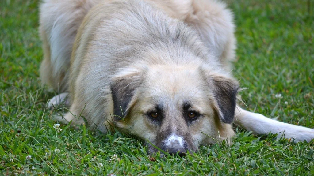 Meadow is Bored: A Photo Essay