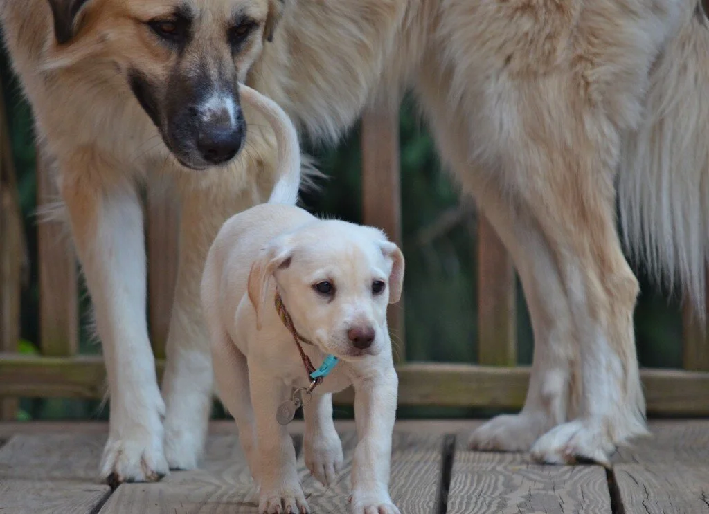 Adriana Runs Away on the Fort Campbell Military Base