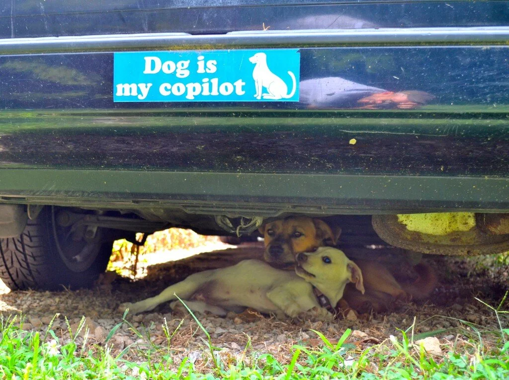 Adriana + Frida = Best Buds