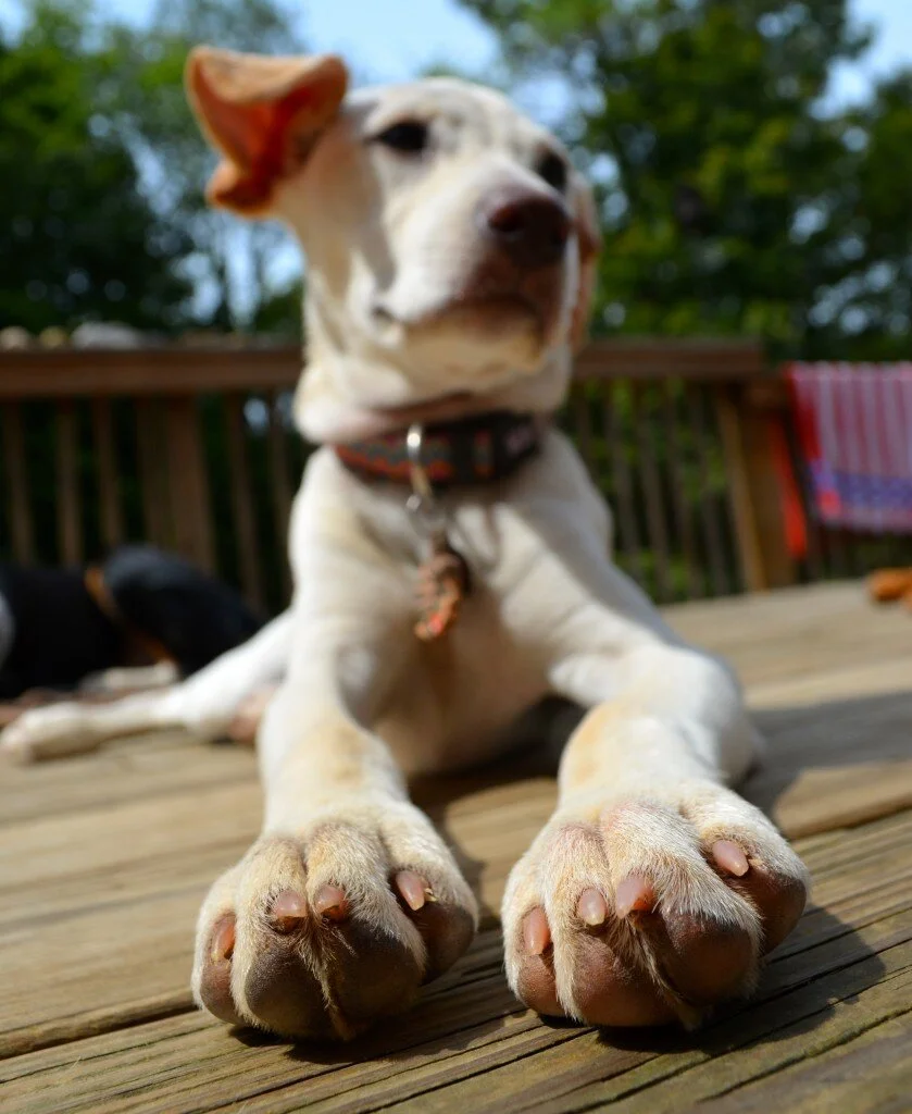 The Smell of a Dog's Paws