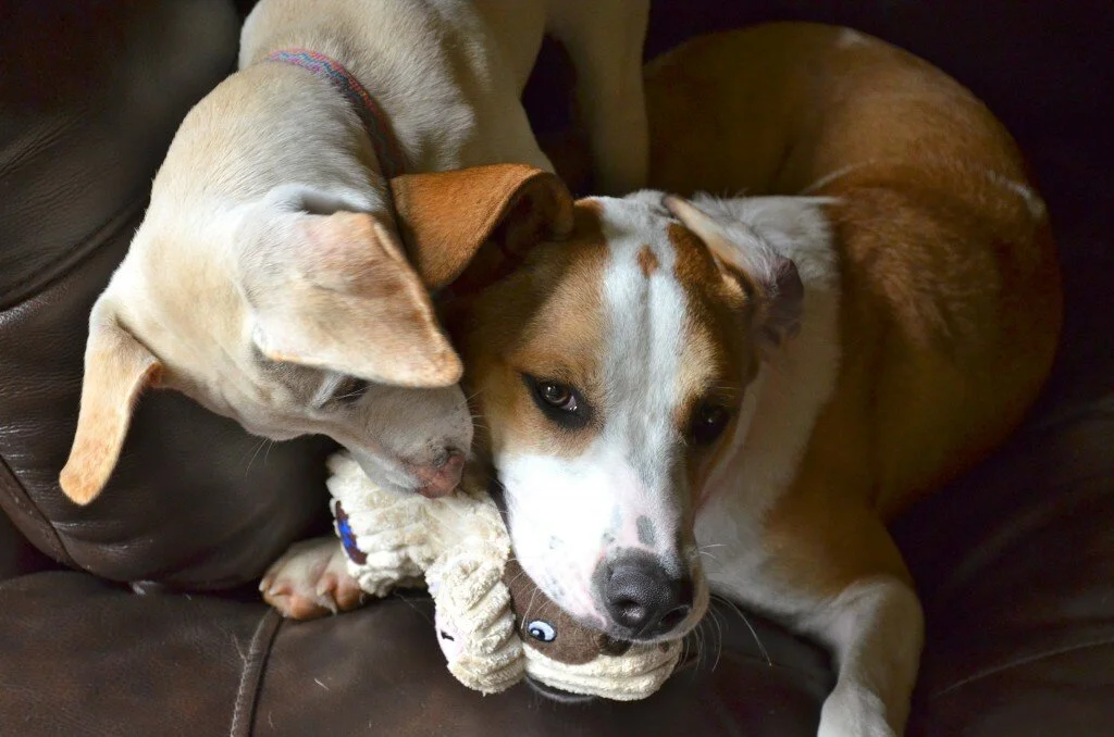 The Farnival: Where Dogs Play