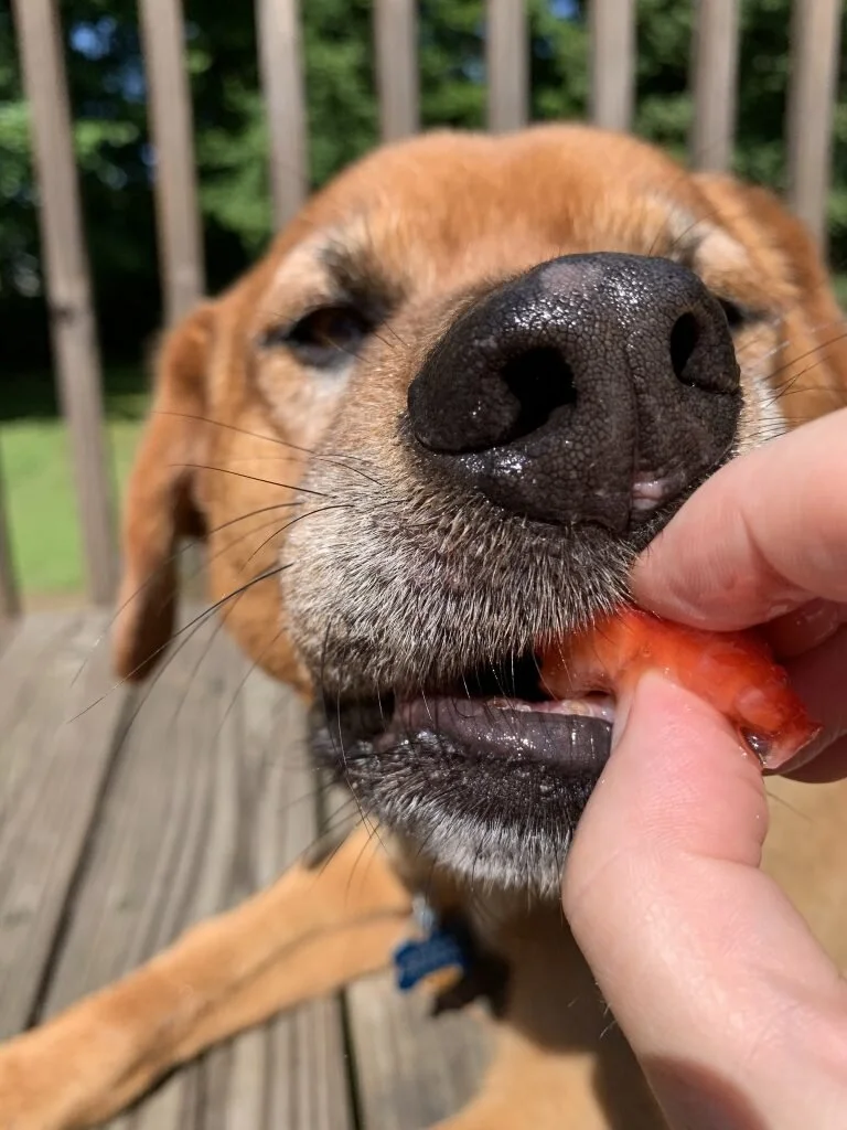 The Food Thief: A Heist by a Food-Driven Dog