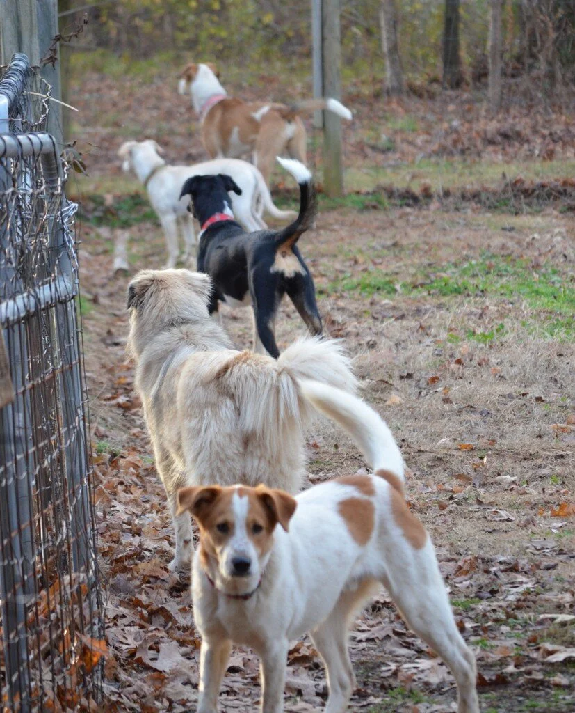 A Squirrel Breaks Up the Mosh Pit