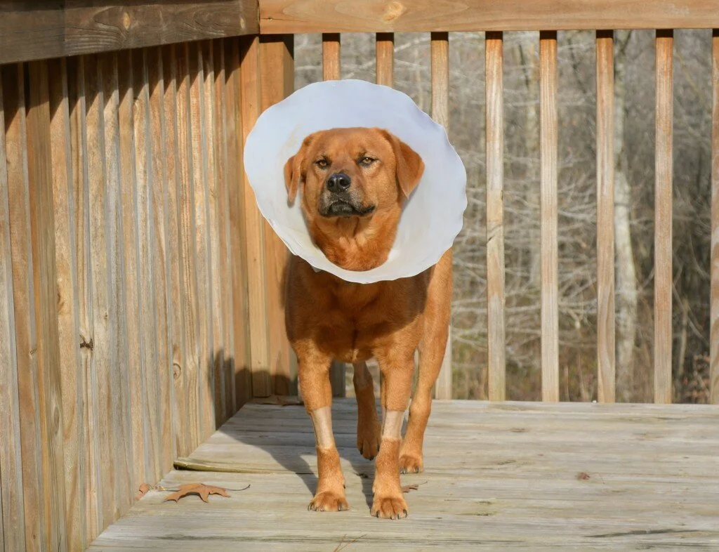 Floyd's Road to Recovery