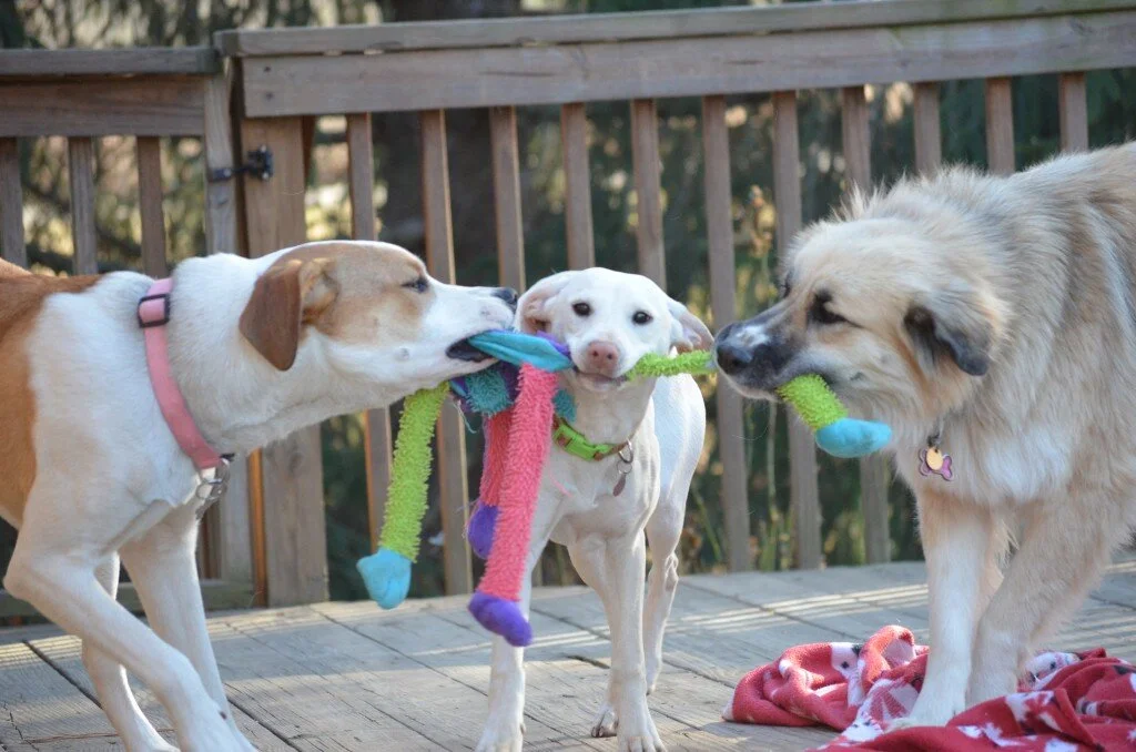 Mole-Hunting Season at the Farnival