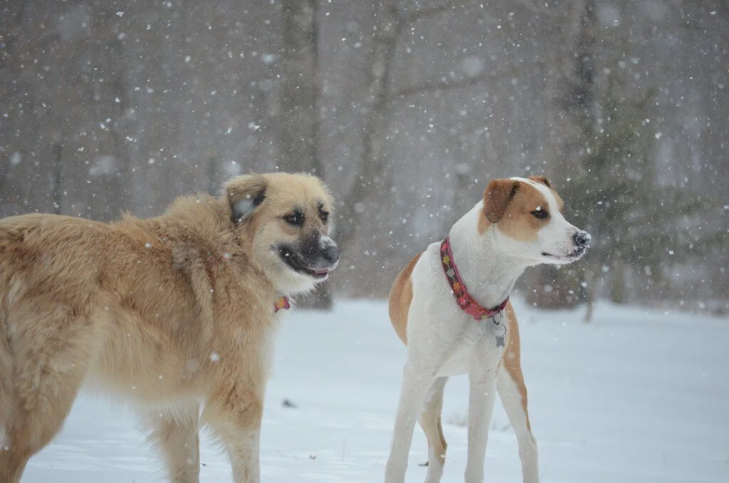 It's Snowing at the Farnival!