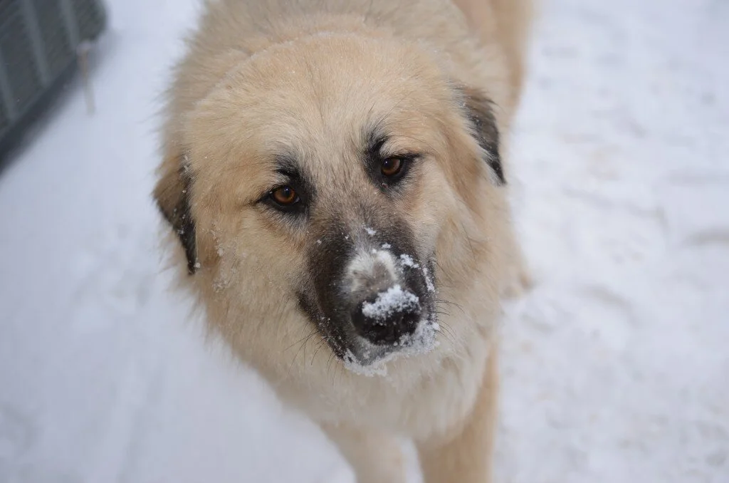 Meadow and Sara Meet a Skunk
