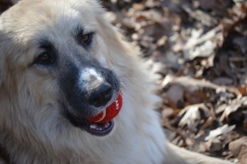 Meadow's Bad Hair Day(s)