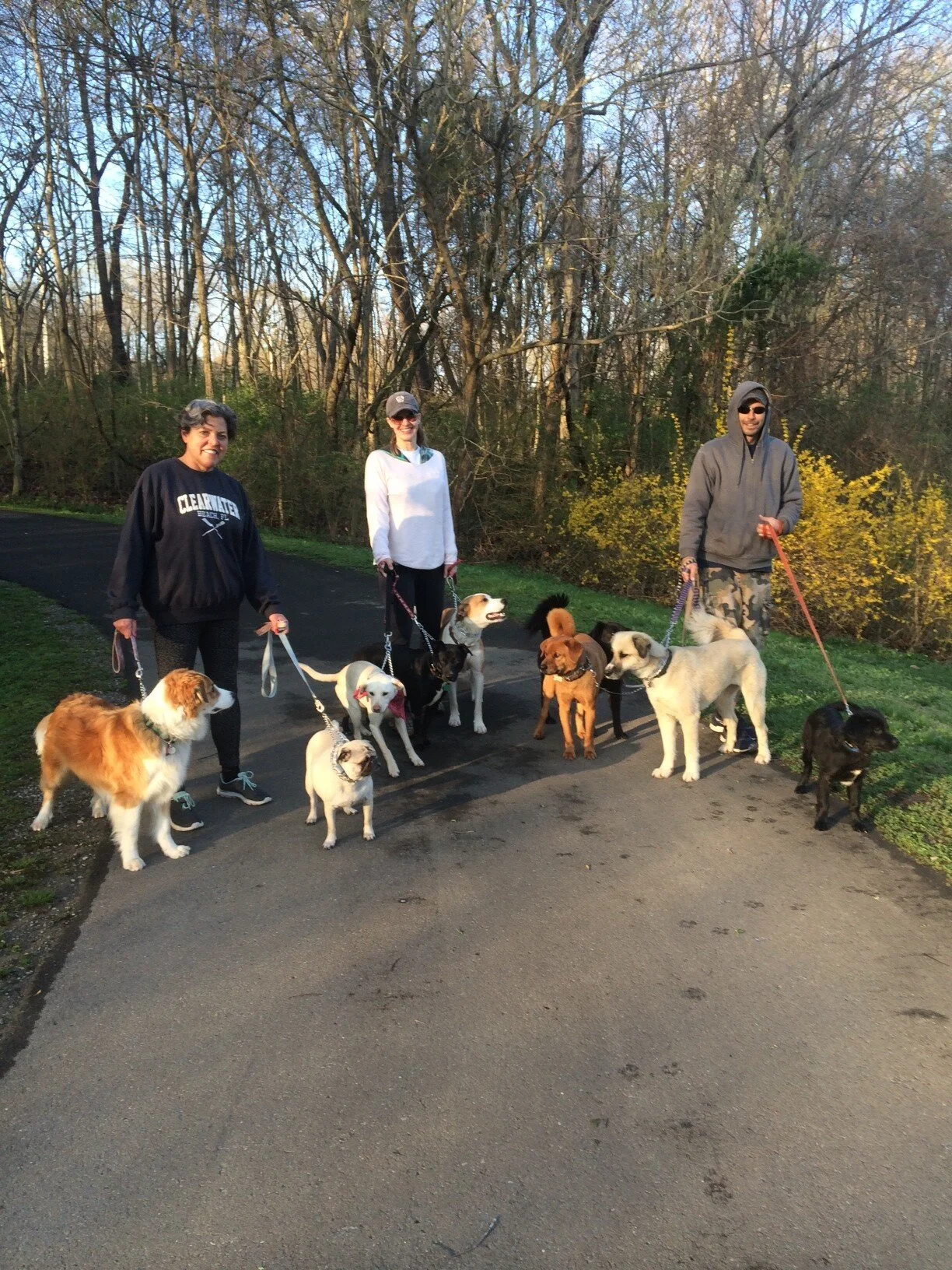 The Springfield Walking Posse