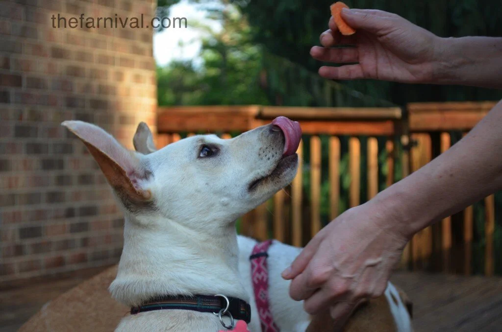 Sweet Potato Sunday by Mason Armstrong