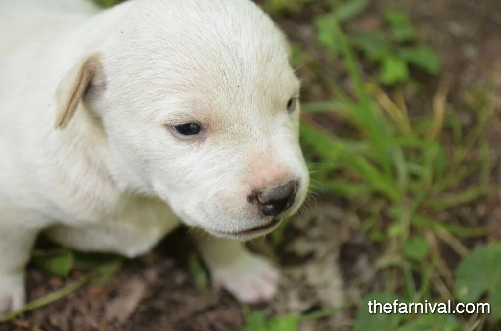 Happy Birthday to My Foster Failure