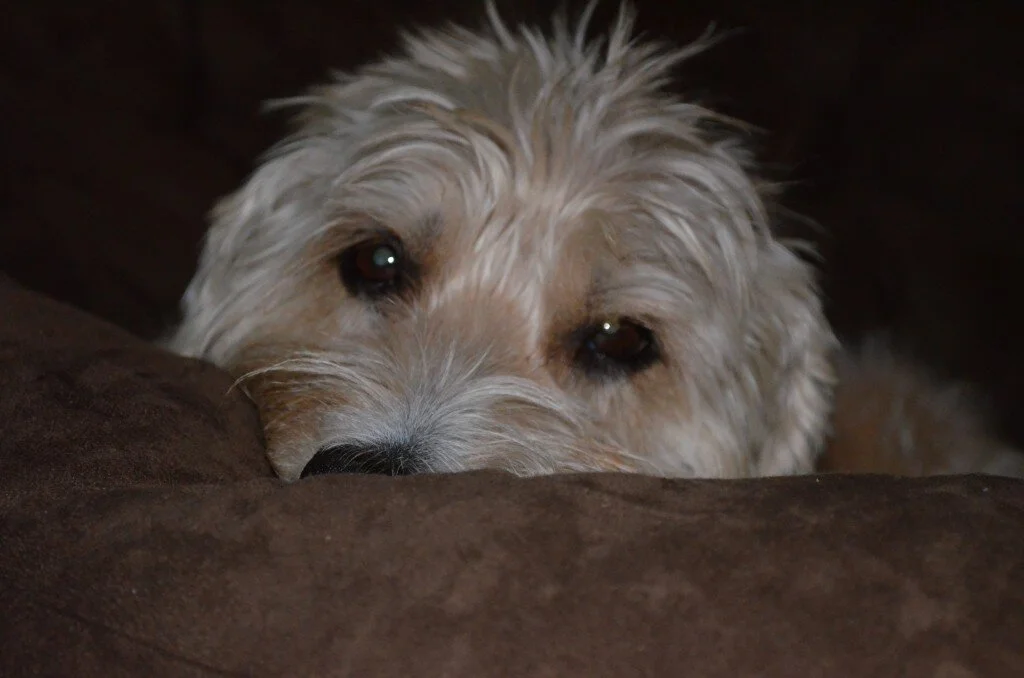 Euthanizing Dessie Daisy a.k.a D’Money