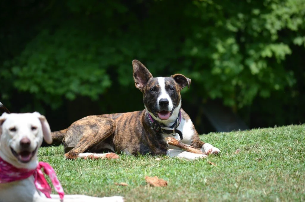 Summertime at the Farnival