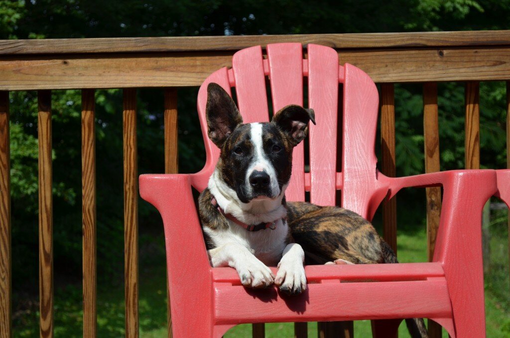 Let’s Talk About Aggressive Dogs and E-collars