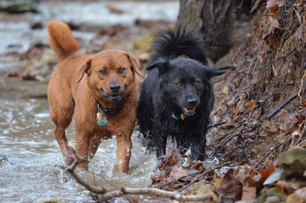 What Saying No Means in Rural Tennessee