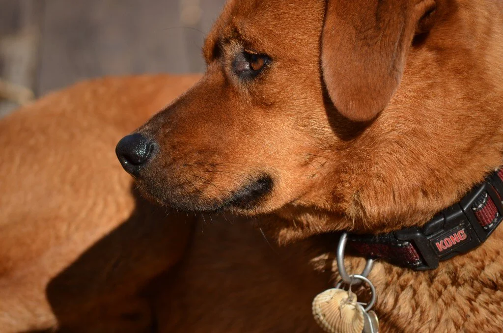 Farnival Update: Our Nontraditional Family