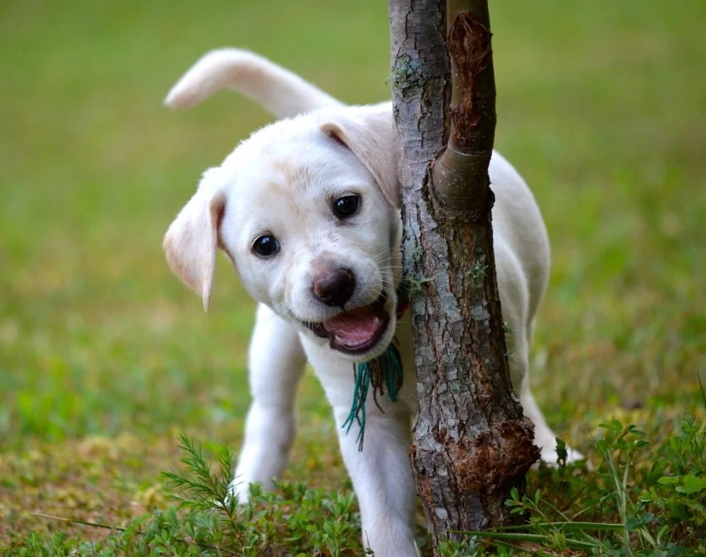 Minimalist Lessons from Your Dog