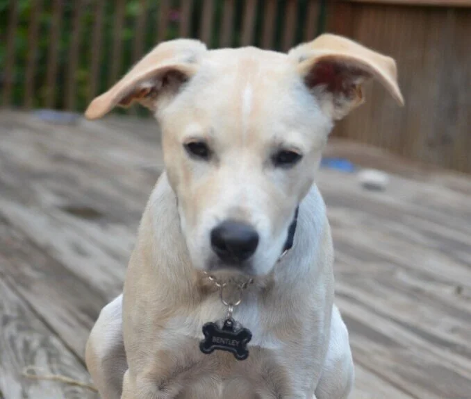 Bentley's Balls