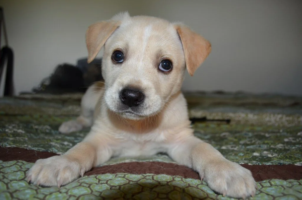 Saving Bentley: Update