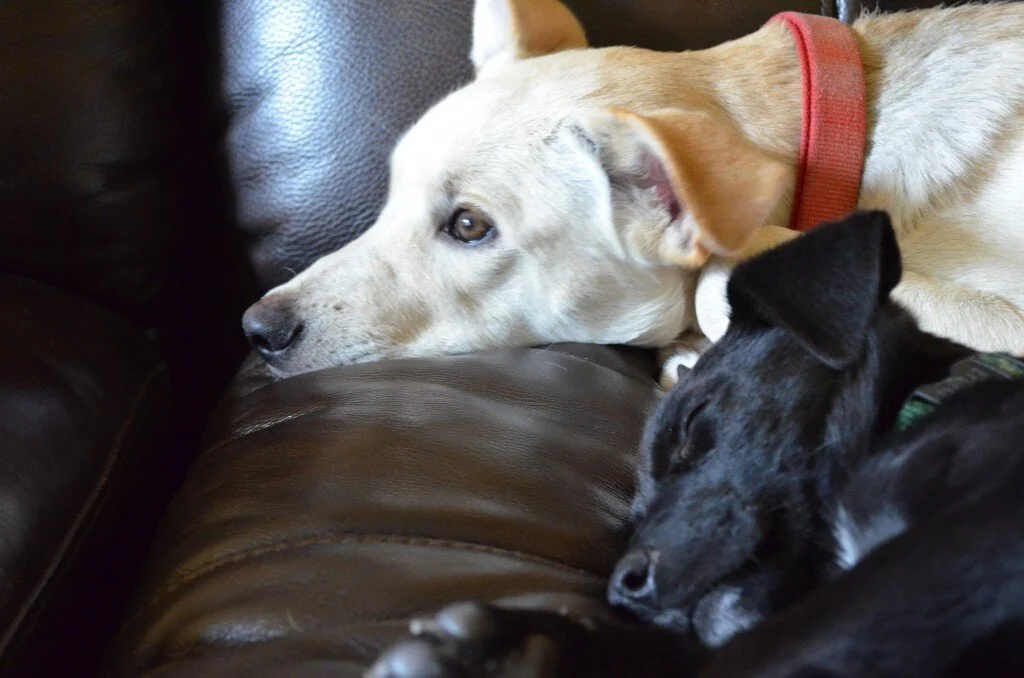 Saving Bentley: Update Two