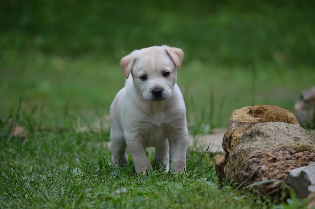 Saving Bentley: Update Three
