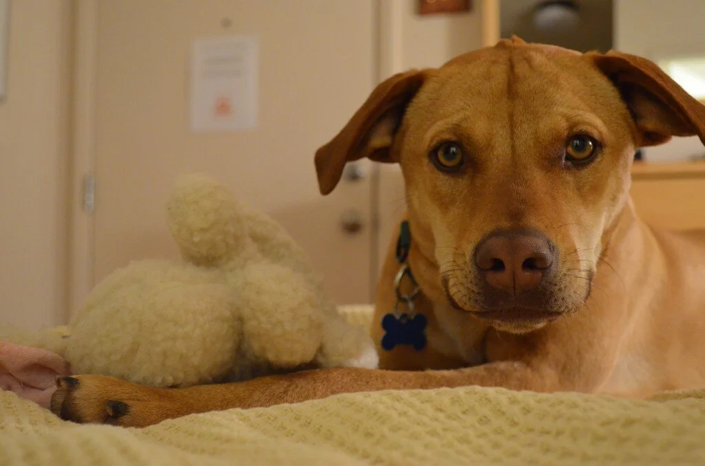 Best Friends Animal Sanctuary by Melissa