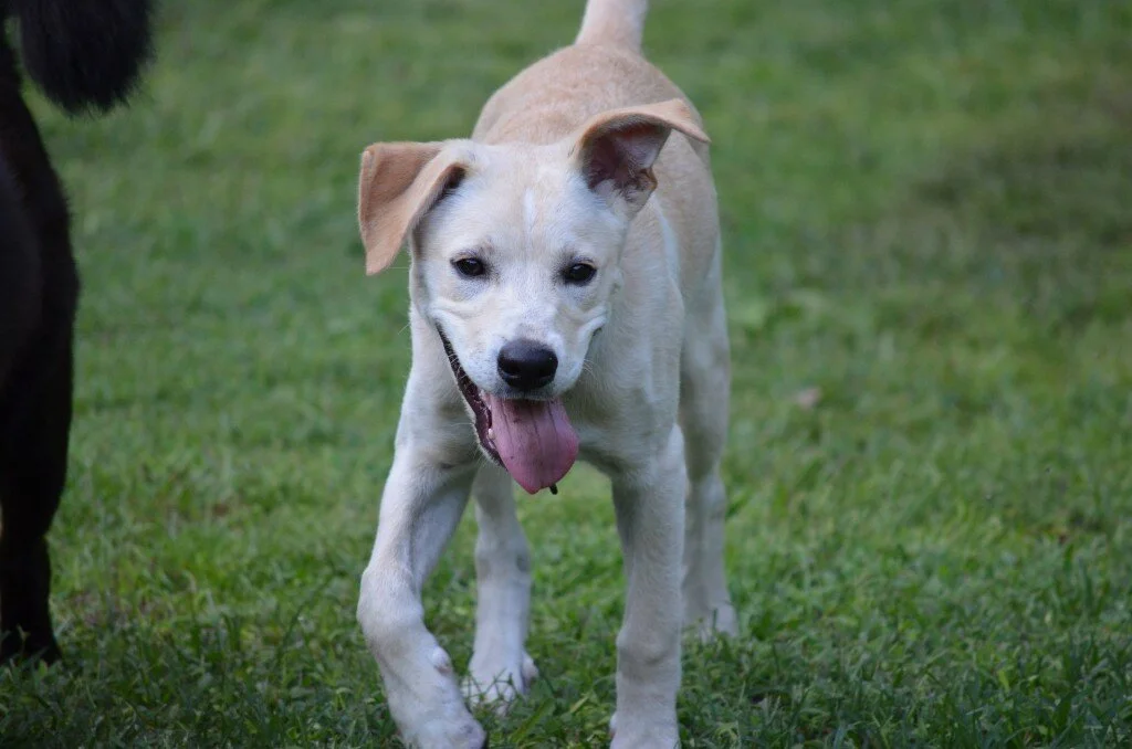 Saving Bentley: Update Five