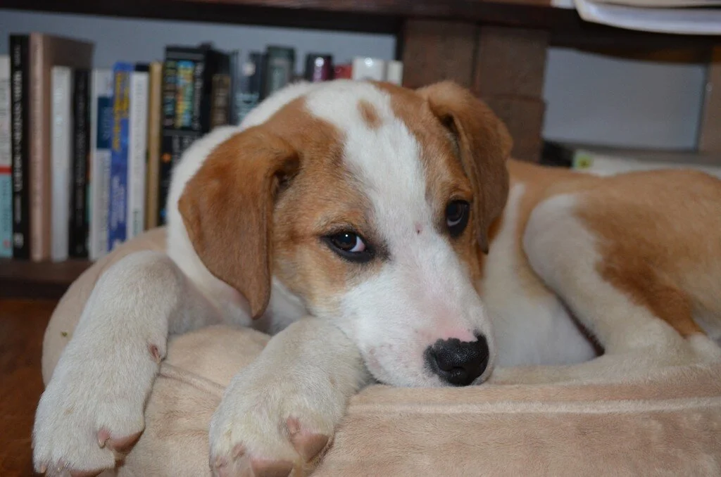 Rosie Update