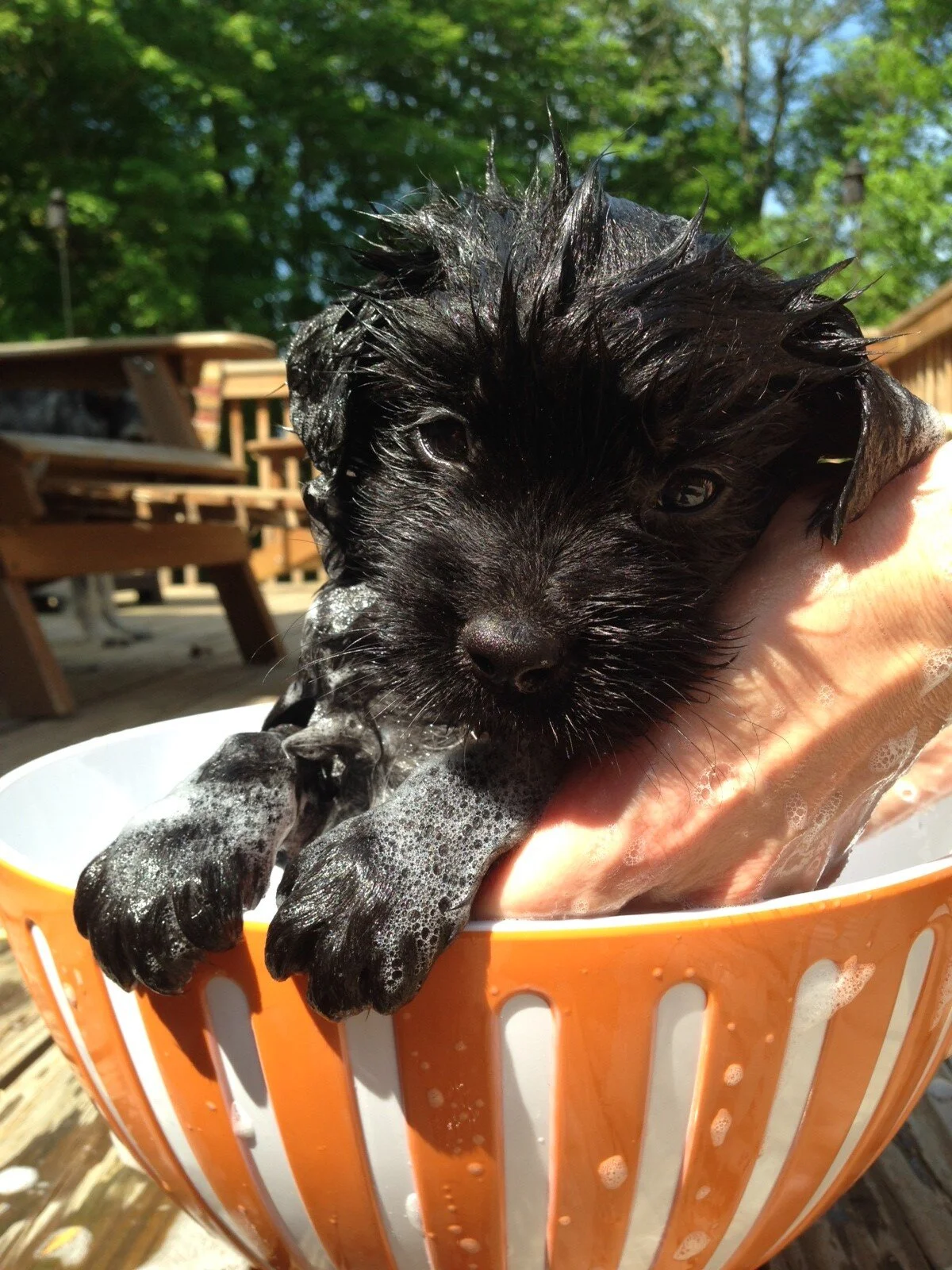 Meet Ralph Cifaretto
