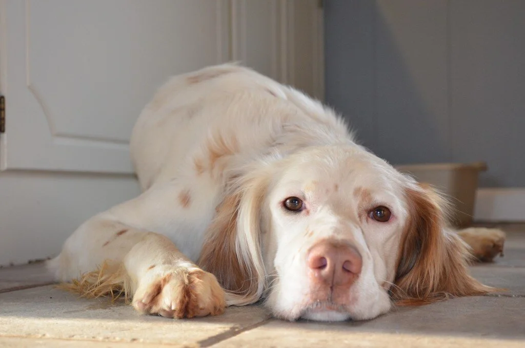 Jim Bob Adoption Update