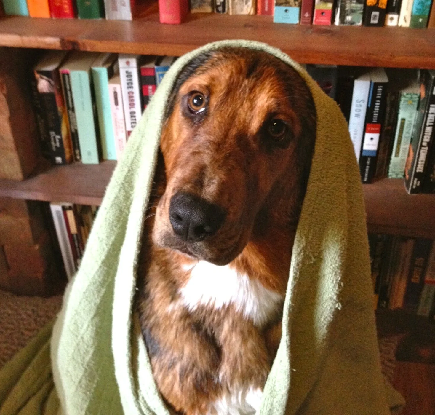 Meet Silvio Dante
