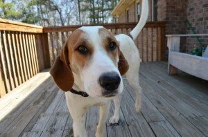 Meet Benny