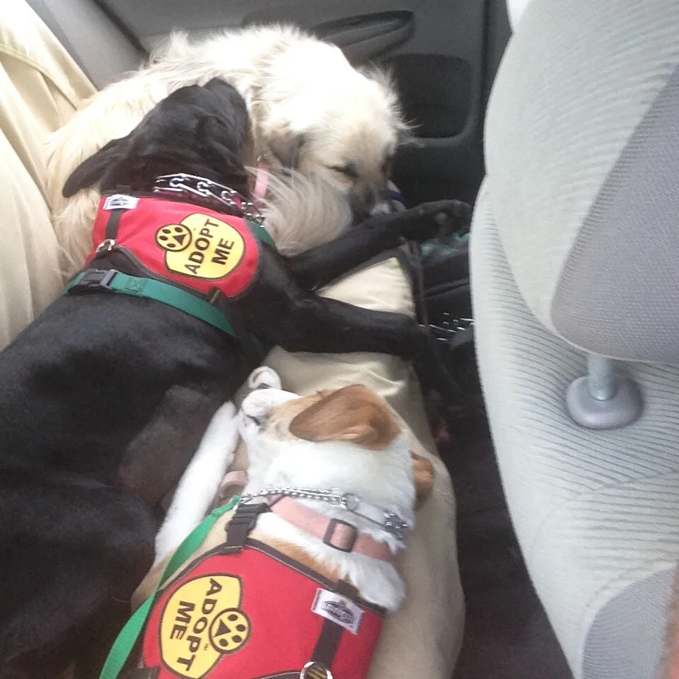 Thelma Leash Training