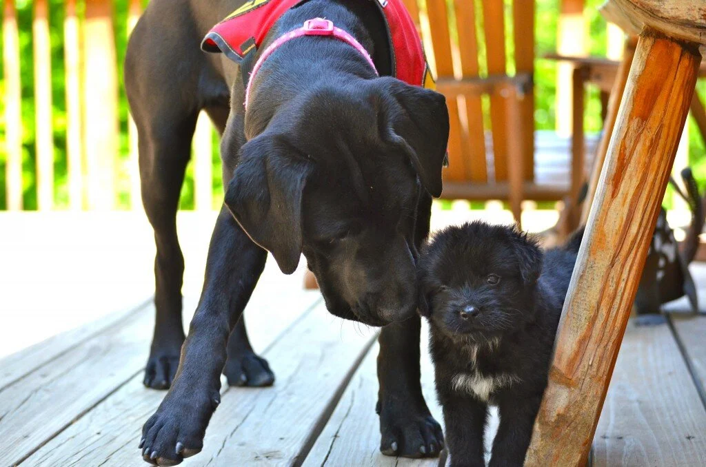 Puppy Lust