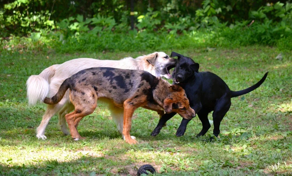 Dogs Always Come First: Thelma Update 3
