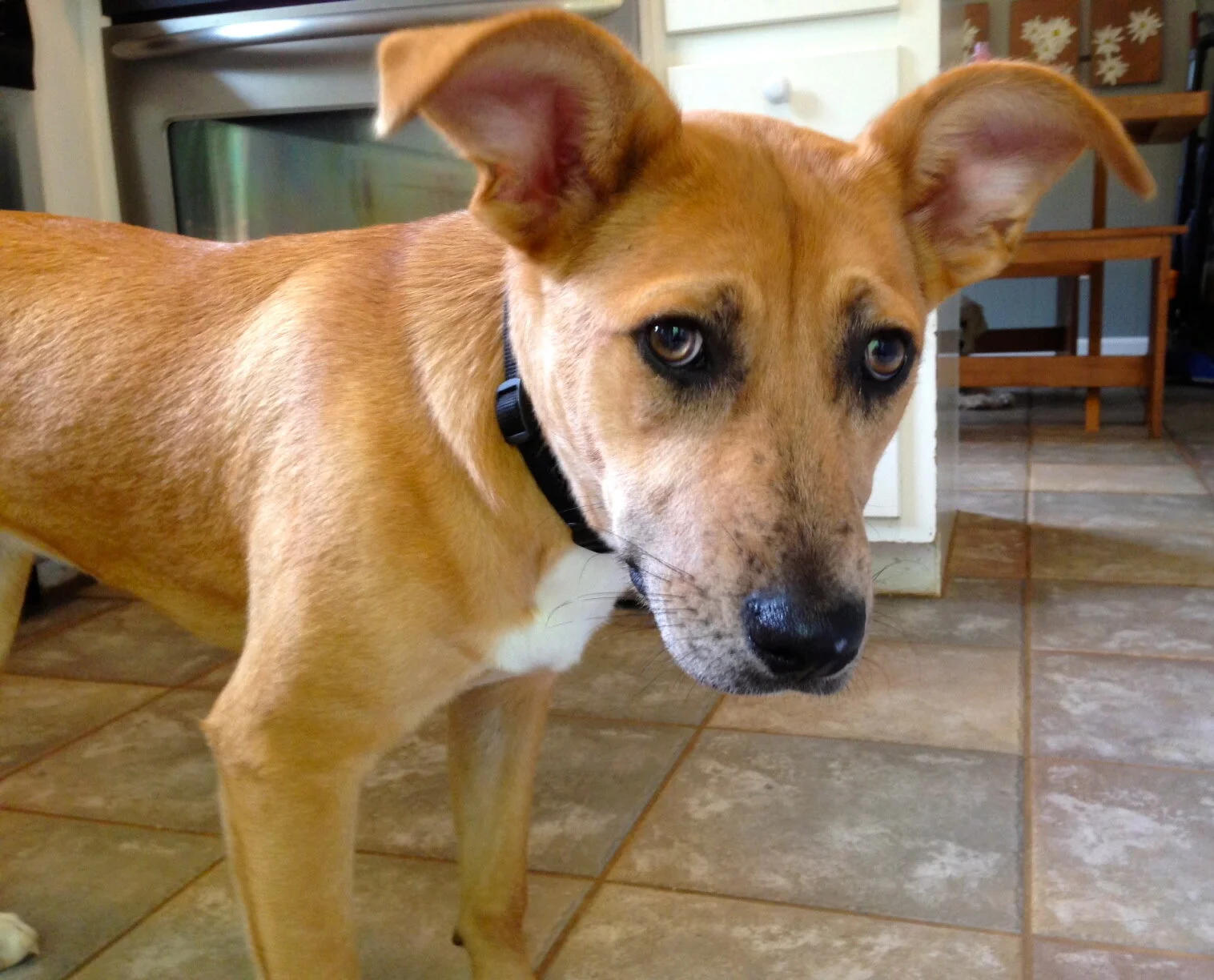 Pippi's Ears