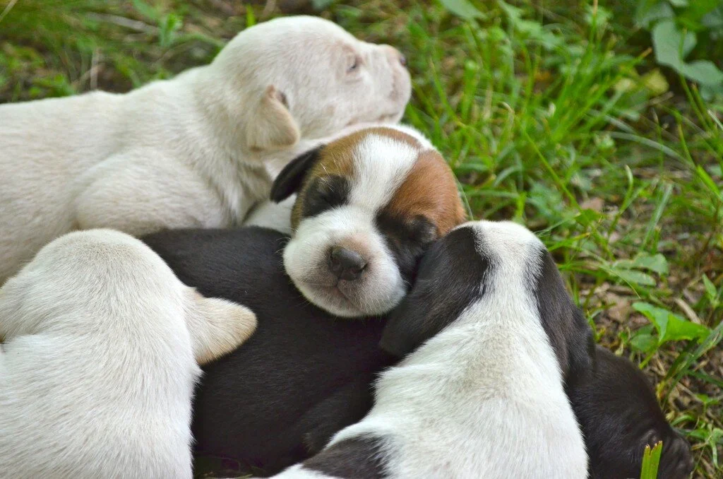 Pictures of The Magic 8 at Two Weeks Old