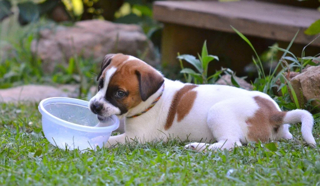 Junior Got Adopted