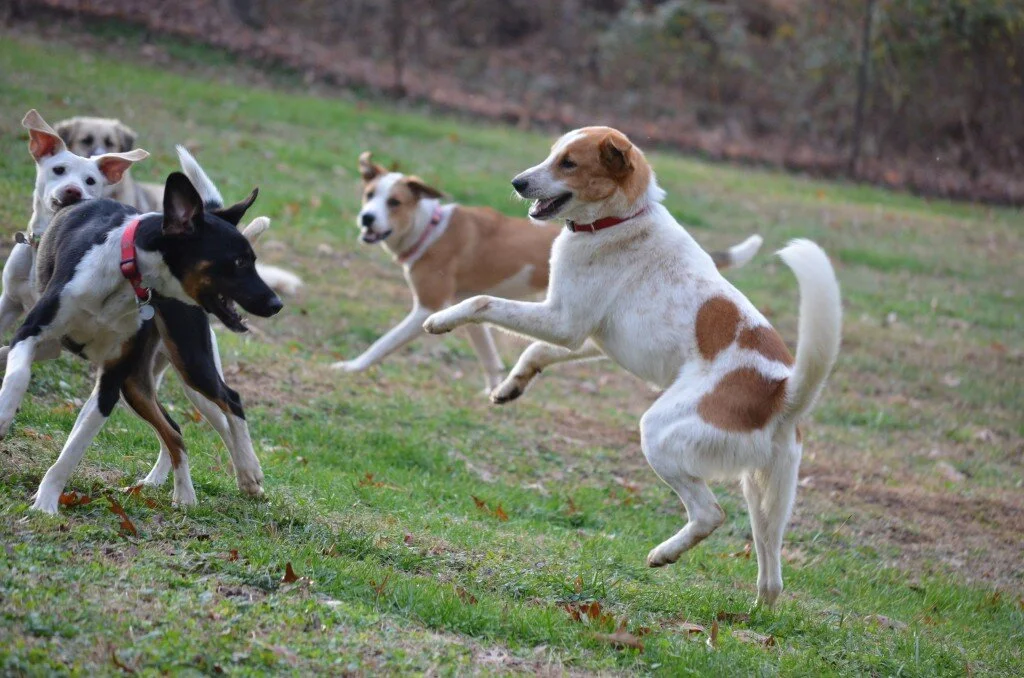 (Almost) Airborne in the Mosh Pit by Mason Armstrong