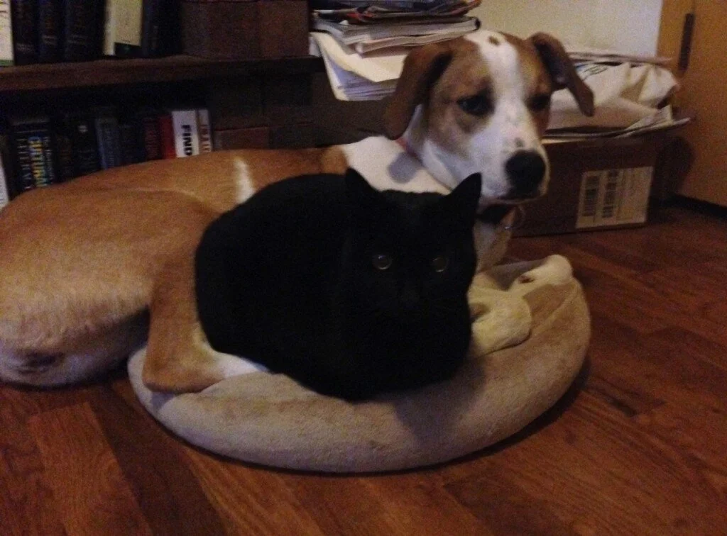 Big Dogs vs Little Dogs: Rosie Update 2