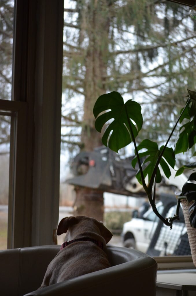 Have You Ever Fallen in Love with a Tree
