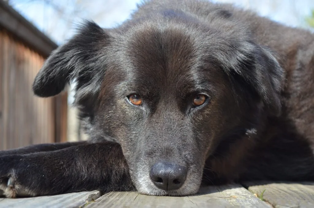 Coming Home to Sara's Hugs