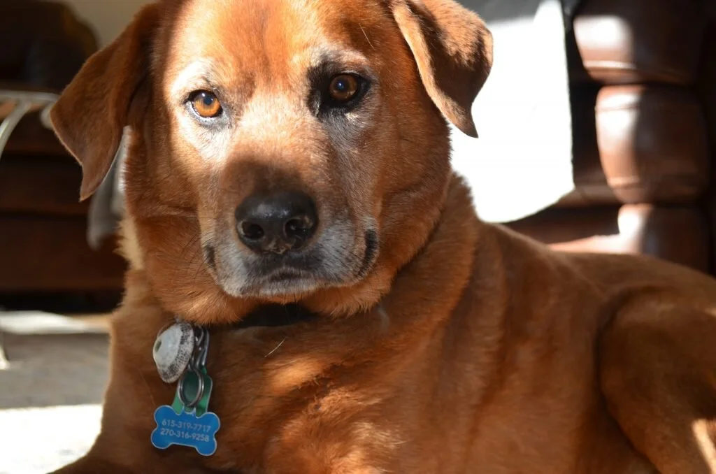 Why Aggressive Dogs Need Special Masters